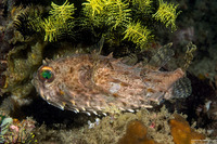 Cyclichthys orbicularis (Orbicular Burrfish)