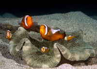 Amphiprion polymnus (Saddleback Anemonefish)