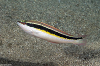 Coris pictoides (Blackstripe Coris)