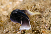 Chelidonura amoena (Lovely Headshield Slug)