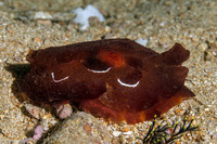Pleurobranchus forskalii (Forsskal's Pleurobranch)
