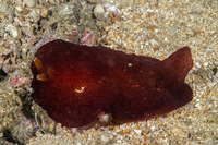 Pleurobranchus forskalii (Forsskal's Pleurobranch)