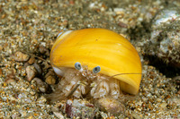 Pagurus cf. gracilipes (Brown-Marked Pagurus)