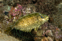Siganus canaliculatus (White-Spotted Rabbitfish)