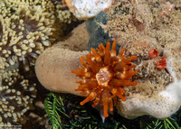 Telmatactis decora (Pleasing Anemone)
