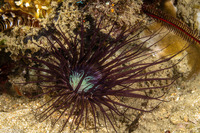 Cerianthus filiformis (Cerianthus Filiformis)