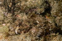 Scorpaenopsis venosa (Raggy Scorpionfish)