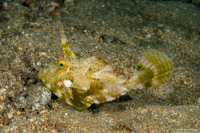 Pseudomonacanthus macrurus (Strapweed Filefish)