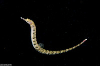Corythoichthys haematopterus (Reeftop Pipefish)