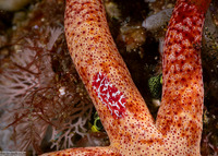 Coeloplana astericola (Creeping Comb Jelly)