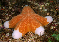Choriaster granulatus (Granular Sea Star)