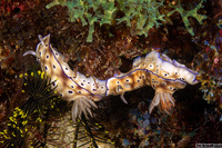 Hypselodoris tryoni (Tryon's Risbecia)