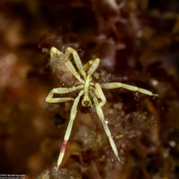 Class Pycnogonida (Sea Spider)