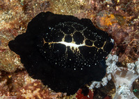 Ovula ovum (Common Egg Cowry)