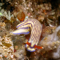 Hypselodoris maridadilus (Beautiful Hypselodoris)