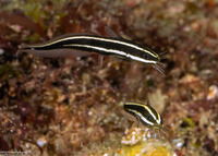Plotosus lineatus (Striped Catfish)