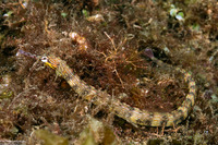 Corythoichthys haematopterus (Reeftop Pipefish)