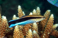 Labroides dimidiatus (Bluestreak Cleaner Wrasse)