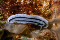 Phyllidiella striata (Striped Phyllidiella)