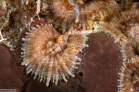 Rhodactis bryoides (Rhodactis Bryoides)