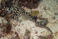 Synapta maculata (Spotted Worm Sea Cucumber)