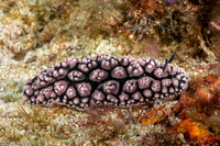 Phyllidiopsis fissurata (Phyllidiopsis Fissurata)