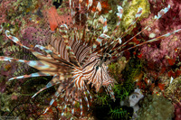 Pterois volitans (Red Lionfish)