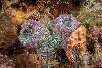 Polycarpa sp.4 (Polycarpa sp.4)