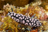 Phyllidiella pustulosa (Pustulose Phyllidia)