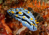 Phyllidia coelestis (Celestial Phyllidia)