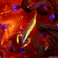 Allopontonia brocki (Brook's Urchin Shrimp)