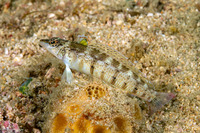 Parapercis lineopunctata (Nosestripe Sandperch)