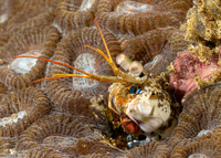 Haptosquilla stoliura (Blue Spot Mantis)