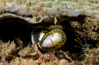 Echidna nebulosa (Snowflake Moray)