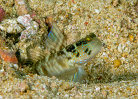 Cryptocentrus sericus (Ventral-Barred Shrimpgoby)