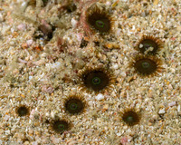 Zoanthus sp.1 (Zoanthus sp.1)