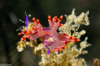 Coryphellina flamma (Flame Coryphellina)
