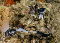 Chelidonura amoena (Lovely Headshield Slug)