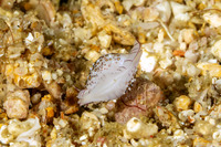 Diminovula margarita (Margarita Egg Shell)