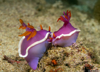 Hypselodoris variobranchia (Variegated-Gill Hypselodoris)