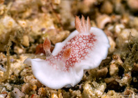 Chromodoris reticulata (Reticulated Chromodoris)