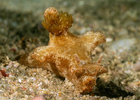 Ceratosoma gracillimum (Brilliant Ceratosoma)