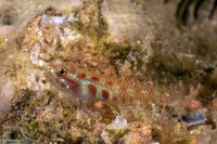 Eviota melasma (Melasma Dwarfgoby)