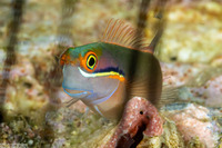Ecsenius stigmatura (Tailspot Coralblenny)