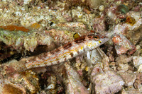 Parapercis snyderi (Blackfin Sandperch)