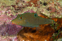 Canthigaster papua (Papuan Toby)
