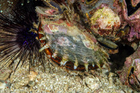 Pinctada margaritifera (Pacific Pearl Oyster)