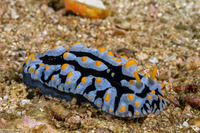 Phyllidia varicosa (Varicose Phyllidia)
