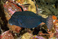 Ostracion solorense (Solor Boxfish)