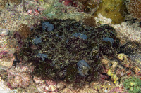 Phyllodiscus semoni (Mimic Anemone)